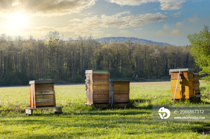 Bienenstock auf einer Wiese im Frühling