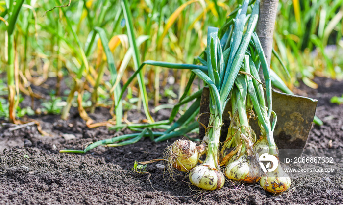 Fresh onions. Farmer collects vegetables. Bio products. Healthy lifestyle. Vitamines.