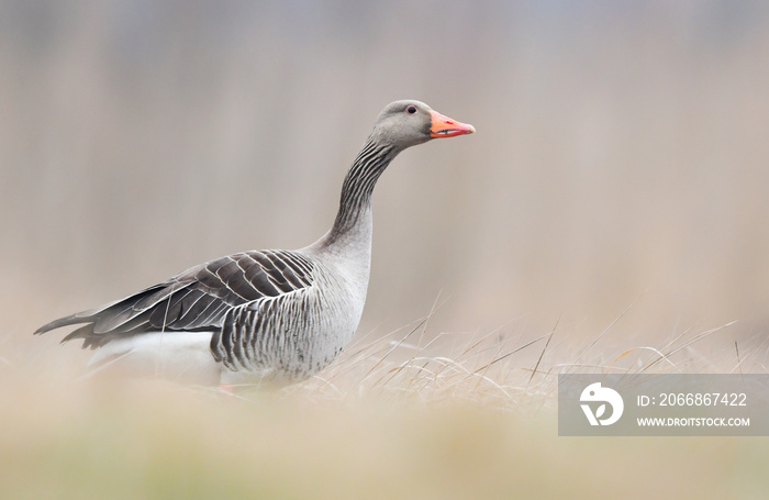 Greylag goose (Anser anser)