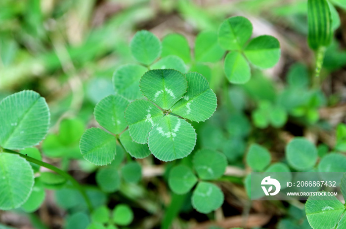 Closeup a Lucky Four-leaf Clover among the Shamrocks