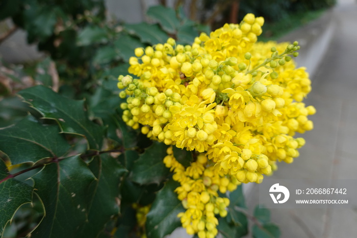 Oregon grape is a plant that used for scaly, itchy skin (psoriasis), eczema (atopic dermatitis), stomach problems, and other conditions.