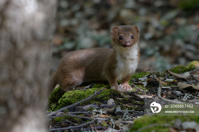 Least weasel (Mustela nivalis)