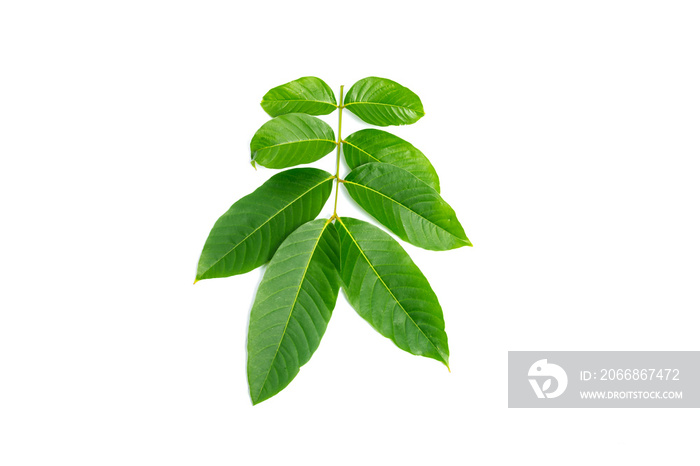 Lagerstroemia speciosa  leaves isolated on a white background