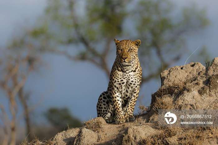 Leopard male sitting on a termite hill in Sabi Sands Game Reserve in the Greater Kruger Region in South Africa