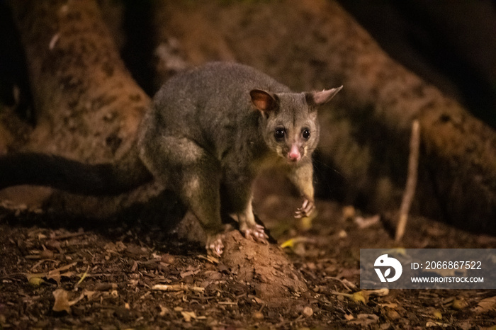 Brushtail Possum at Night