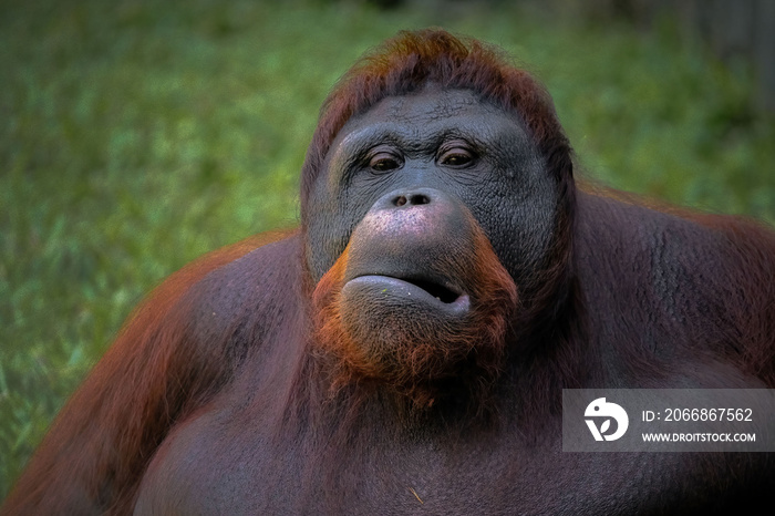 portrait bornean orangutan