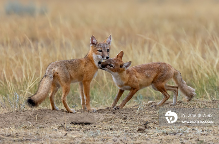 An adult and young Swift Fox interacting.