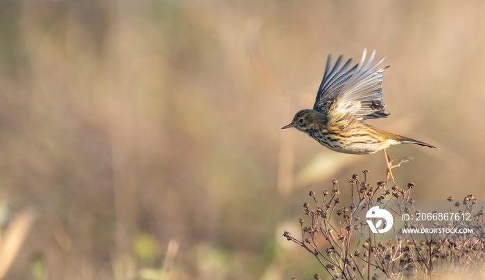 Meadow pipit (Anthus pratensis) takes off in flight, Suffolk, UK