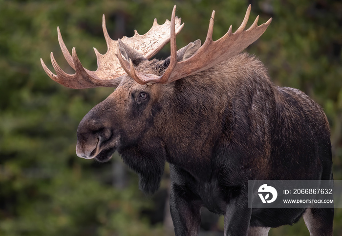 Moose in Jasper Canada in Winter