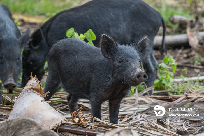 hawaiian piglet in the wild