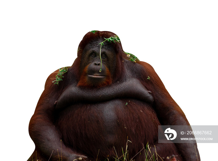 portrait orangutan isolated