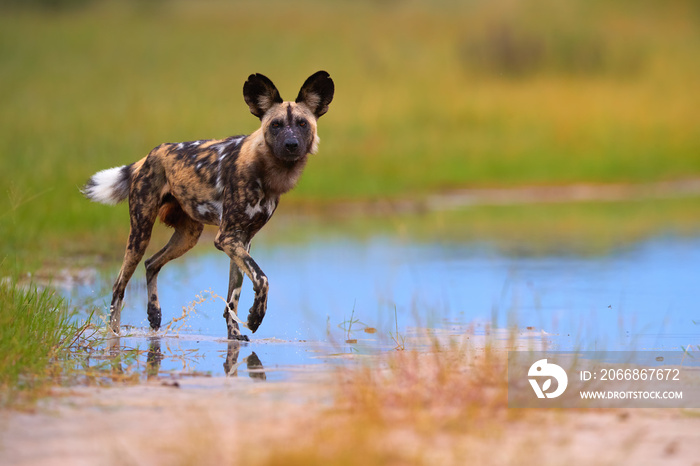 African Wild Dog, Lycaon pictus, african painted dog walking in blue water puddle, staring directly at camera. Moremi game reserve, Botswana. Low angle photo, Endangered, wild animals of africa.