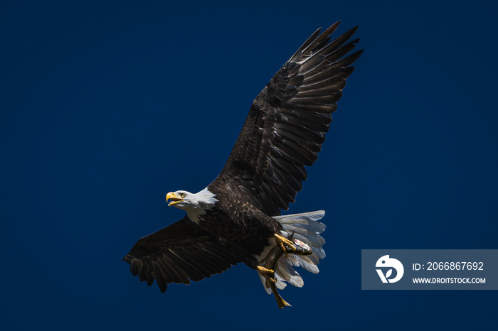 bald eagle flying with a fish