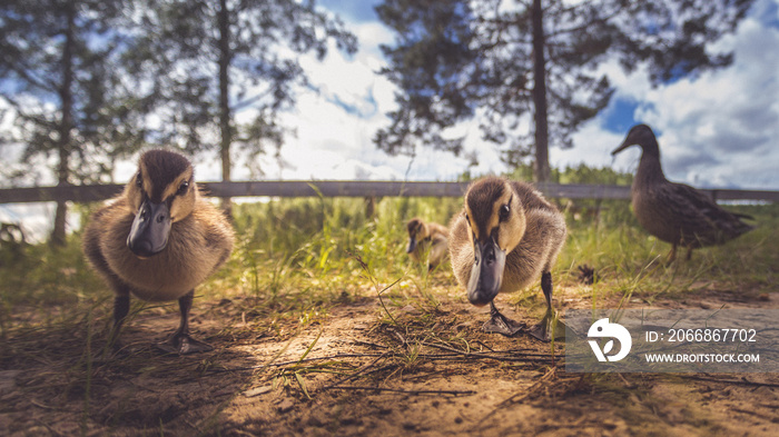 Enten als Familie in der Gruppe mit Mutter und kleinen Küken im Gras bei Sonne im Sommer in Schweden