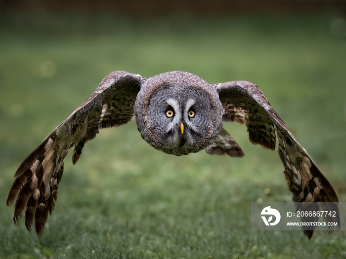 great gray owl