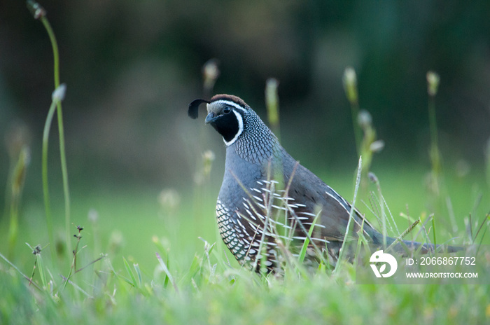 California Quail portrait