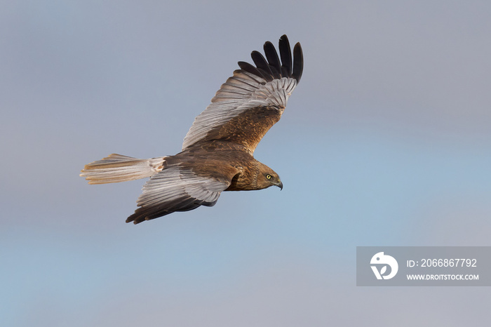 Western marsh harrier (Circus aeruginosus)