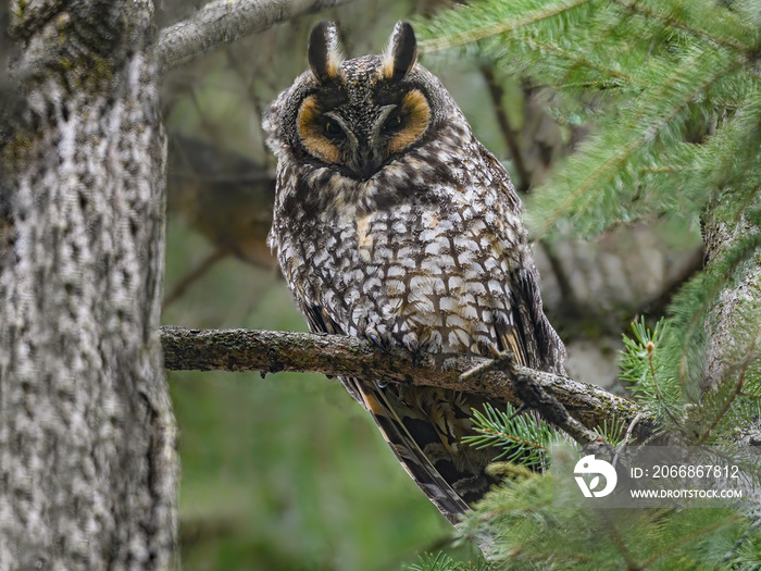 Long-eared owl sitting on pine tree branch in early spring