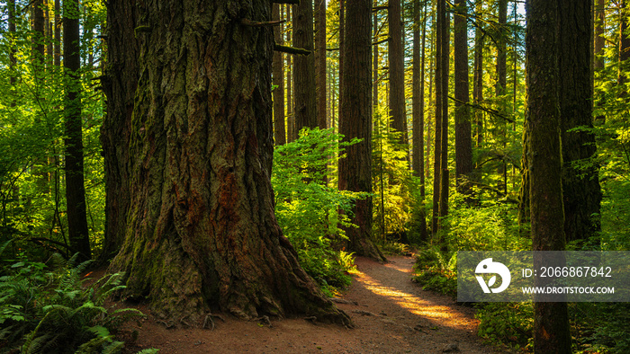 Autumn spruce rainforest trail footpath in Silver Falls State Park near Salem, Marion County, Oregon