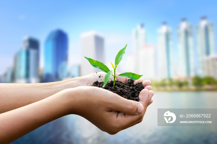 Hand holding young green sprout isolated on blurred city background,