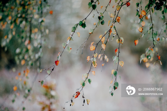 autumn leaves on the tree