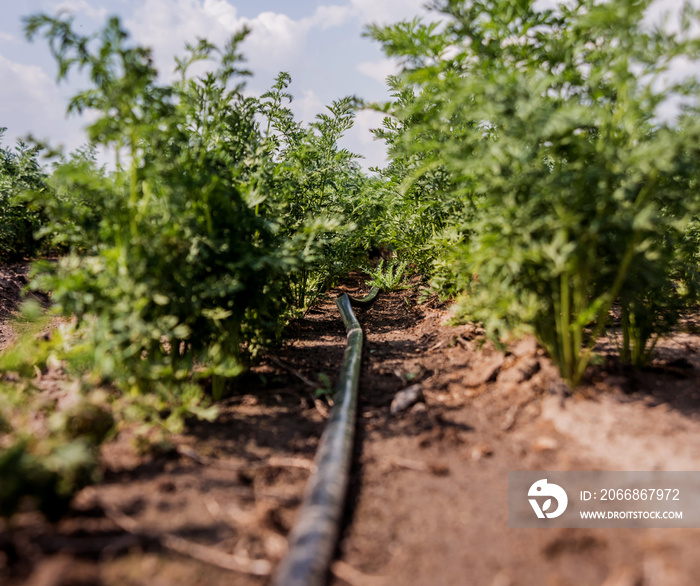 Drip irrigation system. Water saving drip irrigation system being used in a young carrot field.