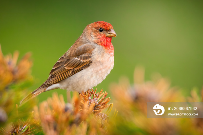 Common rosefinch (Carpodacus erythrinus), with beautiful green background. Colorful song bird with red feather sitting on the branch in the mountains. Wildlife scene from nature, Czech Republic