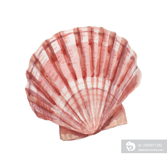 seashells shells marine nature aquatic underwater world wild nature Hand drawn watercolor illustration. Set isolated on white background sketch realistic style