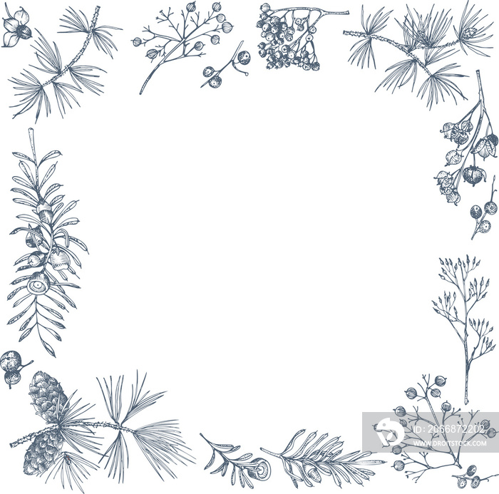 Hand-drawn sketch christmas plants  with pine cones, berries, branches, leaves in engraving style. Vintage herbal border. Xmas retro decor Wedding graphic Hello, winter. PNG illustrations