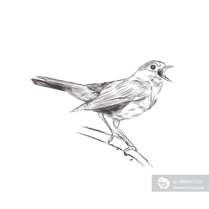 Line art pencil sketch of forest bird Nightingale