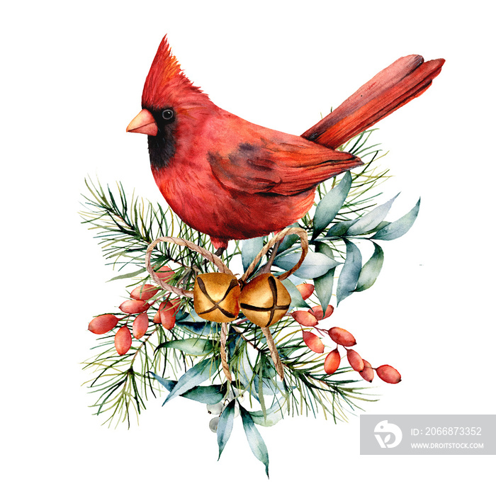 Watercolor Christmas card with red cardinal and winter plants. Hand painted bird with bells, holly, red bow, berries, fir and eucalyptus branch isolated on white background. Holiday symbol for design.