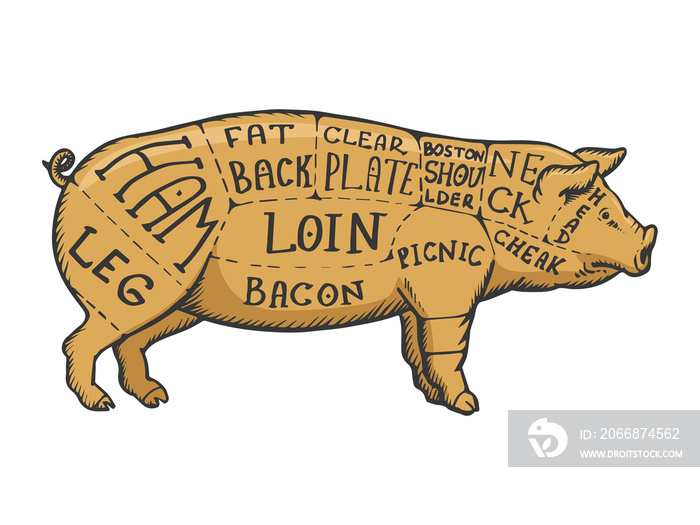 Meat diagram pig engraving raster