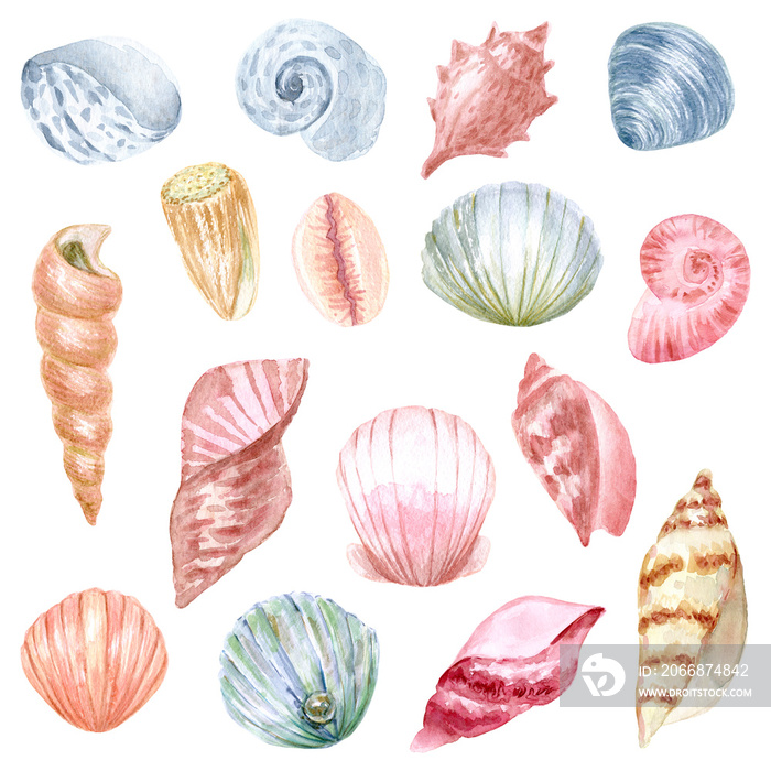 Hand painted watercolor seashell. Hand drawn illustration isolated on white background. Watercolor sea animal clipart.