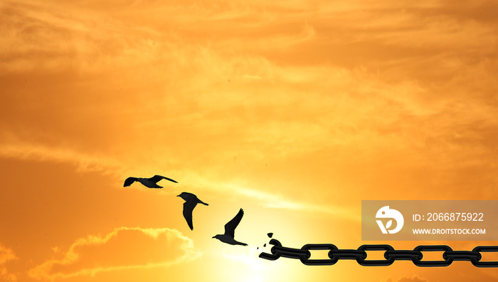 Concept of Freedom By Birds and Chain. Broken Chains Transforming to Flying Dove at sunset sky.  Chain Transform Into FREE doves Flying Up high. Liberty Concept