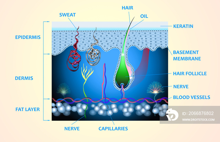 Anatomy of the skin and the layers and elements that compose it. Medical illustration