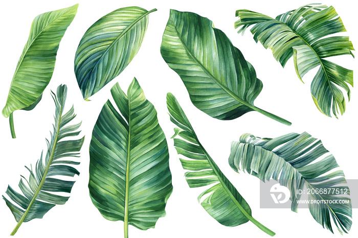 Palm leaf set on isolated background, hand drawn watercolor botanical painting. Green tropic leaves