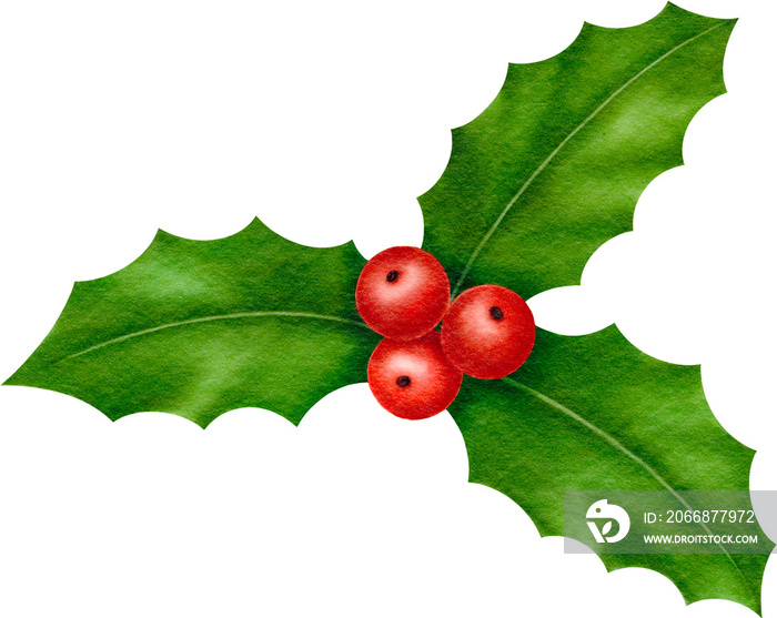 Christmas decorative holly berry branch watercolor