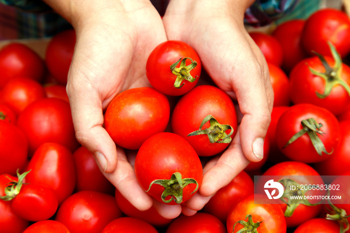 A woman’s hands are holding a box of tomatoes. Close-up girl’s hands with red tomatoes. The concept of health, non-gmo products, clean ecological food.