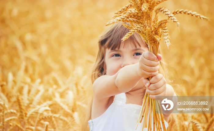 child in a wheat field. selective focus.
