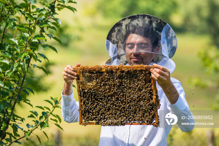 Beekeeper holding frame Background texture pattern section wax Bees work honeycomb from  bee hive filled  golden honey Concept apiculture apiary. Inspects