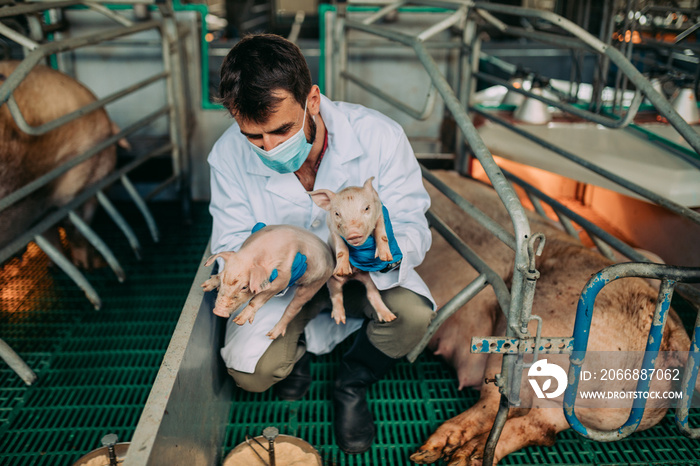 Young experienced veterinarian working and checking animals health condition on huge pig farm. He is giving injections and vitamin cocktails to you animals to make them stringer and healthier.