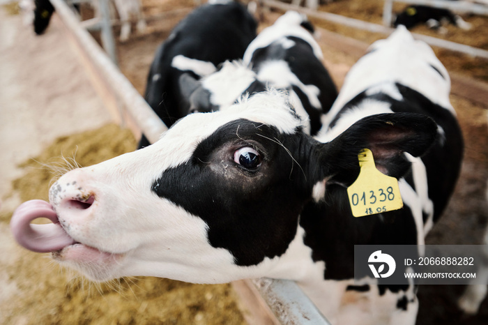 Portrait of funny black and white cow with number tag in ear sticking tongue out while standing in livestock stall