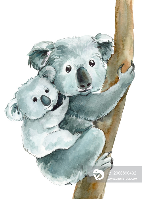 cute koalas mom and baby on an isolated transparent background, watercolor illustration, hand drawing