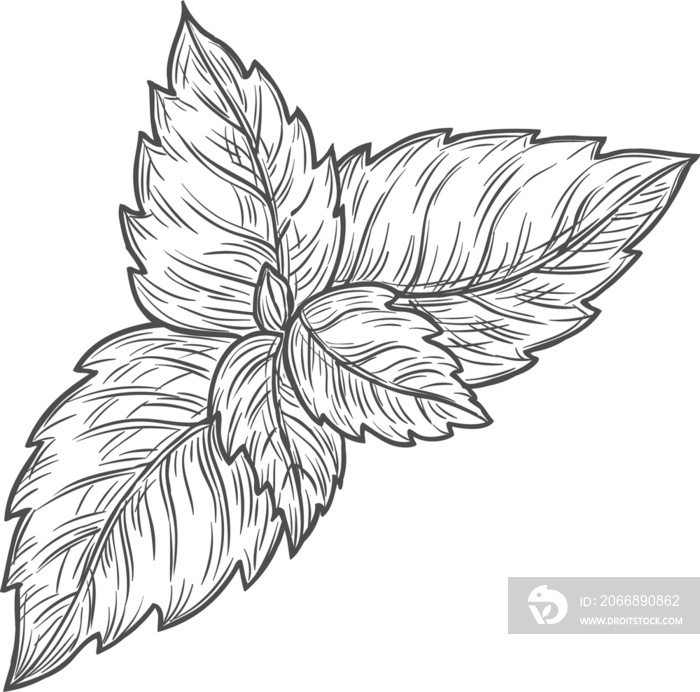 Sketch leaves of peppermint, mint or spearmint