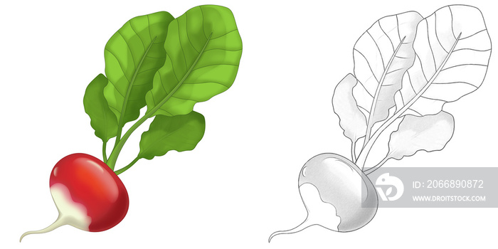 cartoon sketch scene vegetable looking radish salad illustration