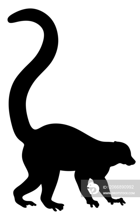 Lemur silhouette. Isolated illustration of ring-tailed lemur.