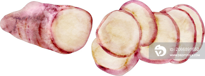 watercolor purple potatoes