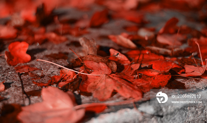 red maple leaf on the ground