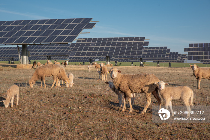 Flock of sheep grazing in field with solar panels