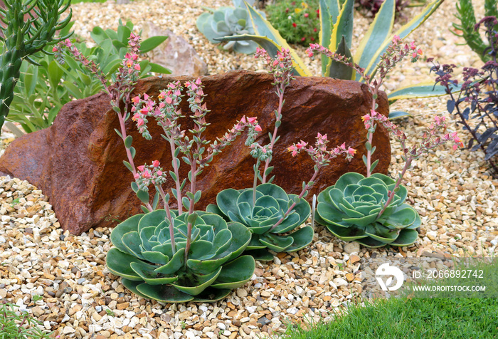 Cactus and brown stone in garden.  Succulent, Cactus, Drought tolerant plant.